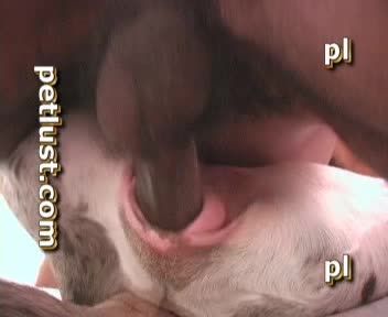 最新猎奇人兽性交欧美猛男粗壮巨屌猛干爱犬疯狂兽交视频