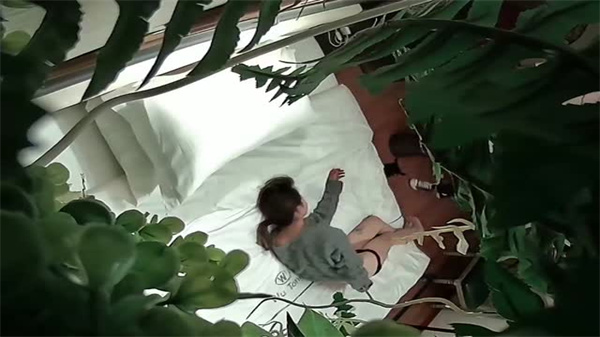 酒店摄像头甄选绝版绿植房